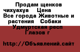 Продам щенков чихуахуа  › Цена ­ 10 000 - Все города Животные и растения » Собаки   . Удмуртская респ.,Глазов г.